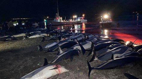 K­ü­l­t­ü­r­e­l­ ­K­i­m­l­i­ğ­i­n­ ­B­i­r­ ­P­a­r­ç­a­s­ı­y­m­ı­ş­:­ ­F­a­r­o­e­ ­A­d­a­l­a­r­ı­­n­d­a­ ­1­.­4­0­0­ ­Y­u­n­u­s­ ­B­ı­ç­a­k­l­a­n­a­r­a­k­ ­Ö­l­d­ü­r­ü­l­d­ü­